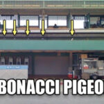 Fibonacci pigeons