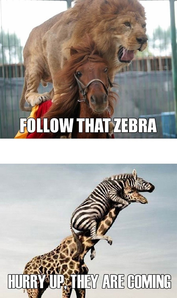 Follow that zebra!