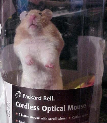 new cordless optical mouse