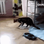 One small step for cat…
