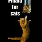 Pinata for cats!