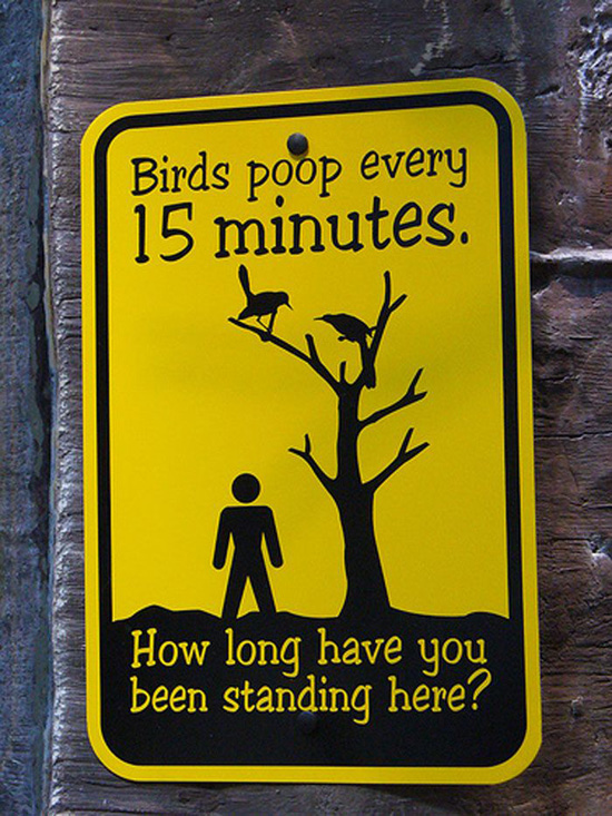 Birds poop every 15 minutes