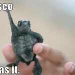 Disco: I has it!