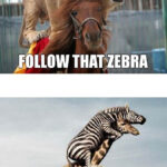 Follow that zebra!