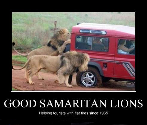 Lions are helping tourists!
